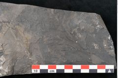 Foto (Detailansicht) von Sohizopteris lactuca Sternbg. (NHMW-GEO-2024-0188-10787)